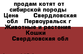 продам котят от  сибирской породы › Цена ­ 5 - Свердловская обл., Первоуральск г. Животные и растения » Кошки   . Свердловская обл.